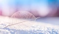 Translucent White Skeleton Leaf on Snow with Soft Blue and Pink Hues Keywords: skeleton leaf, white leaf, delicate Royalty Free Stock Photo