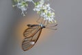 Close up of Glass wing butterfly on white flower