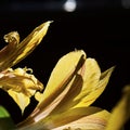 Translucent Yellow Day Lily petals lit up in the early morning sunshine