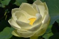 The translucent Yellow or Golden Lotus - nelumbo lutea - American native