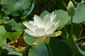 The translucent Yellow or Golden Lotus - nelumbo lutea - American native