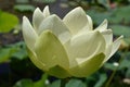 The translucent Yellow or Golden Lotus - nelumbo lutea - American native