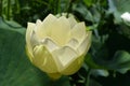 The translucent Yellow or Golden Lotus - nelumbo lutea - American native