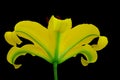 Translucent yellow oriental lily close up on dark background