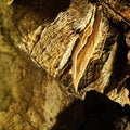 Translucent yellow stalactite curtain in cave in dolomite rock in Czech Republic