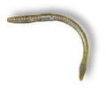 Translucent yellow rubber fishing worm