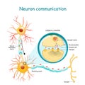 Transmission of the nerve signal between two neurons with axon and synapse. Close-up of a chemical synapse Royalty Free Stock Photo