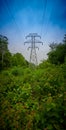 Transmission tower surounded by thick green vegitation