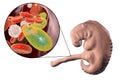 Transmission of Toxoplasma gondii parasites to fetus, medical concept