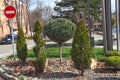 Transnistria, Bendery - March 20, 2024: Coniferous plants in the city