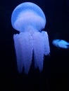 Transparant but beautiful jellyfish