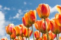 Transparant orange and yellow tulips with springtime background