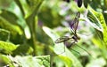 Transparen wings butterfly Royalty Free Stock Photo