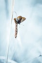 Butterfly insect common azure in summer close up in a meadow on white background