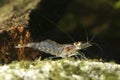 Transparent Amano shrimp, Caridina japonica on the freshwater pond Royalty Free Stock Photo