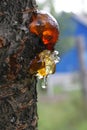 Transparent amber drop of resin on a tree trunk