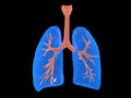 Transparent anatomical 3d illustration of the lungs.