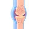 Ixometric 3d illustration of a human synovial joint.