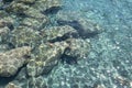Transparent sea water with rocks, fish and sparkles Royalty Free Stock Photo