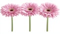 On a transparent background, a beautiful pink Gerber daisy flower Royalty Free Stock Photo