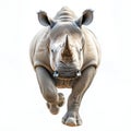 On a transparent background, a charging rhino is shown. Royalty Free Stock Photo