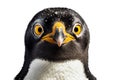 Transparent Background Isolated Penguin Face Shot, Generative Ai