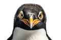 Transparent Background Isolated Penguin Face Shot, Generative Ai