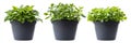A transparent background is used to isolate three variations of a potted green plant Royalty Free Stock Photo