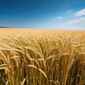 Transparent Background Wheat Field