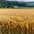 Transparent Background Wheat Field