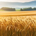 Transparent Background Wheat Field