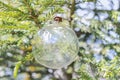 Transparent balloon Christmas decoration on spruce branch