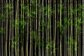 Transparent bamboo background, nature, plants and trees Royalty Free Stock Photo