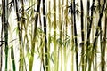 Transparent bamboo background, nature, plants and trees Royalty Free Stock Photo