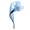 transparent blue flower alstroemeria, lily. airy transparent flower, x-ray.