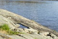 Transparent blue water by the seashore. Puddle of water and cracks with grass vectors at a cliff. Beautiful calm scenary in