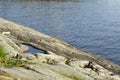 Transparent blue water by the seashore. Puddle of water and cracks with grass vectors at a cliff. Beautiful calm scenary in