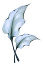 Transparent bluish leaves Calla