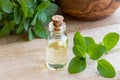 A transparent bottle of essential oil with fresh marjoram twigs