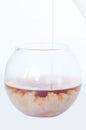 Transparent bowl with tea on an isolated background in which pour a thin trickle of milk