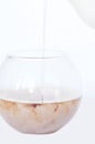 Transparent bowl with tea on an isolated background in which pour a thin trickle of milk