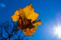 Transparent Bright Orange Leaf in the Fall Sunlight Royalty Free Stock Photo