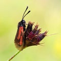 Transparent Burnet moth Zygaena purpuralis on purple flower