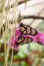 Transparent butterflies having sex in Mindo, Ecuador
