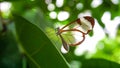 Transparent butterfly on a leaf Royalty Free Stock Photo