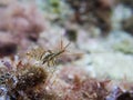 Transparent caridean shrimp Palaemon elegans Royalty Free Stock Photo