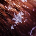 Transparent cold snowflake lying on the fur hairs on the festiv Royalty Free Stock Photo