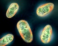 Transparent and colorful protozoa or unicellular organism Royalty Free Stock Photo