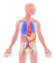 3Transparent 3D illustration of human body Royalty Free Stock Photo