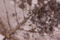 Transparent dried leaf of a poplar tree